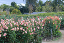 ダリア園の様子2