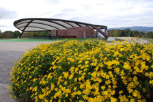 マーガレットコスモス