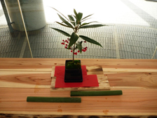 正月の寄せ植え10