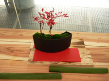 正月の寄せ植え11