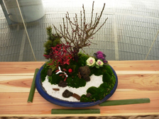 正月の寄せ植え1