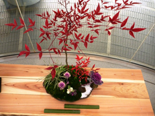 正月の寄せ植え4