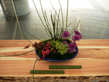 正月の寄せ植え5