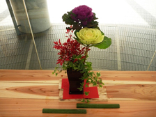 正月の寄せ植え9