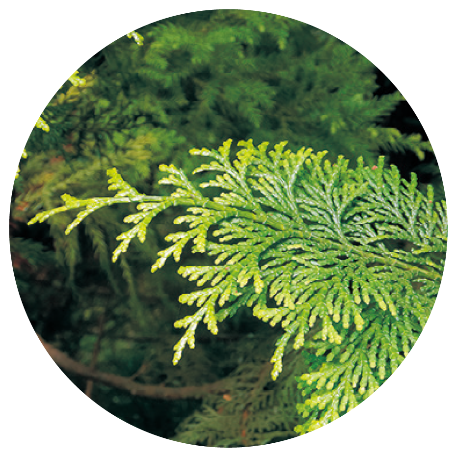 midori02 2610