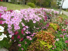 県民協働花壇活動2