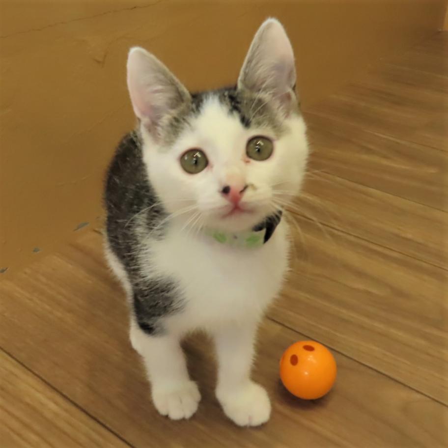 すぴ1