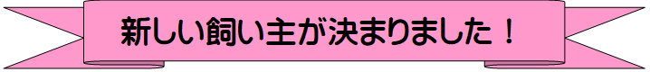 新しい飼い主が決まりました!