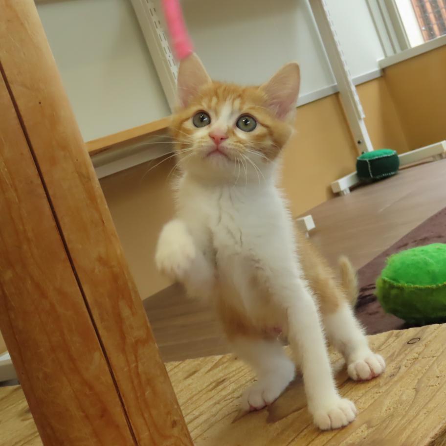 チャッピー