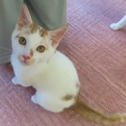 コマチのページ