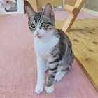 プリッツのページ