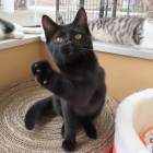 つくだにのページ