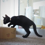 横からブランチュール