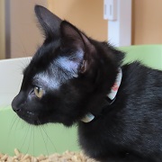 お顔アップブランチュール