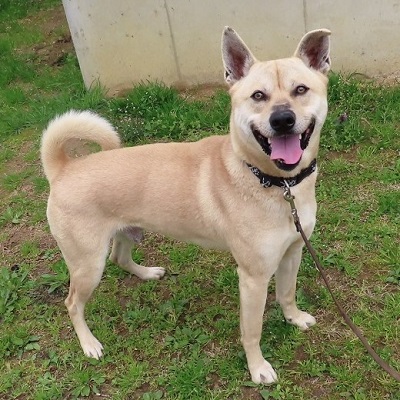 ニコニコぱにーに