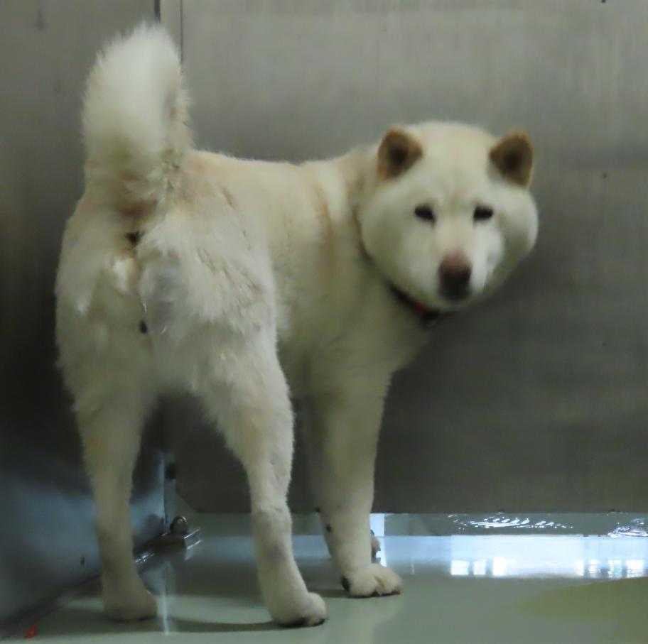 白犬の写真