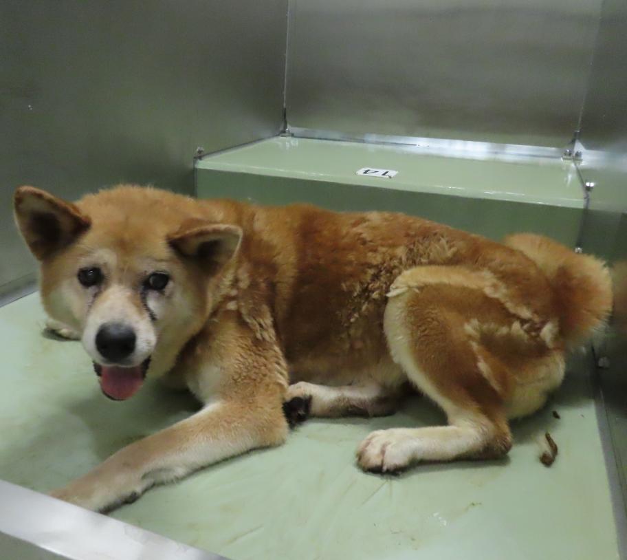犬