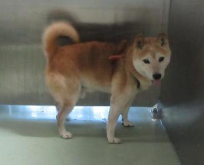 inu