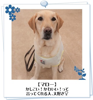 マローくん