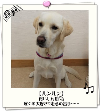 ルンルンちゃん