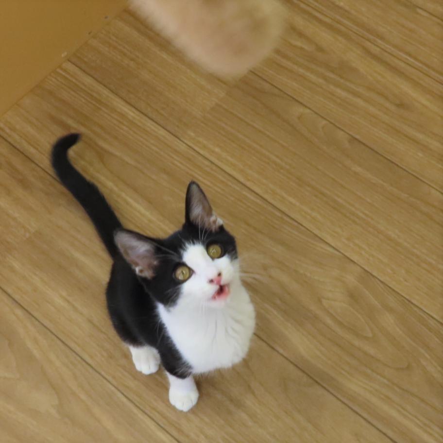 ことり3
