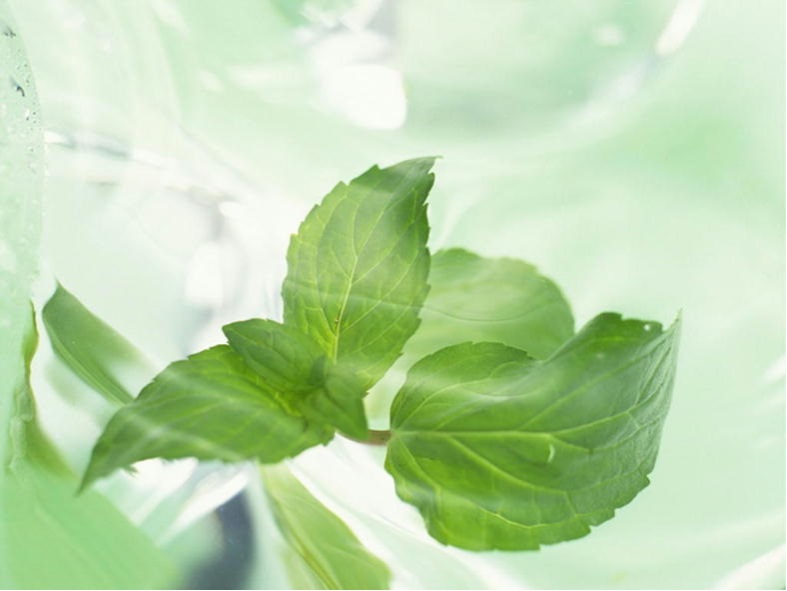 みずみずしい葉っぱの写真