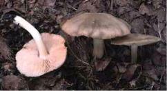 毒キノコの写真1