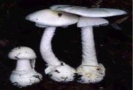 毒キノコの写真2
