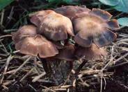 毒キノコの写真3