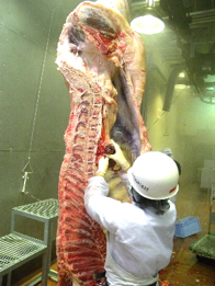 枝肉検査の様子