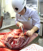 内臓検査の様子1