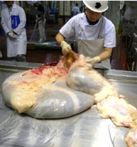 内臓検査の様子2