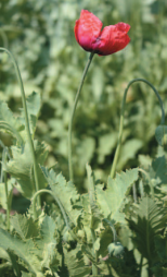 アツミゲシの画像