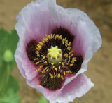 アツミゲシの花の画像1