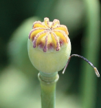 アツミゲシの果実の画像