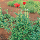 ハカマオニゲシの画像