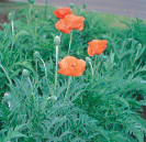 オニゲシの画像