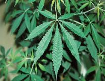 大麻の葉の画像