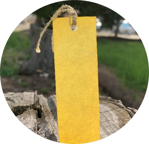 キハダで染色した紙の画像