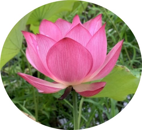 ハスの花の画像