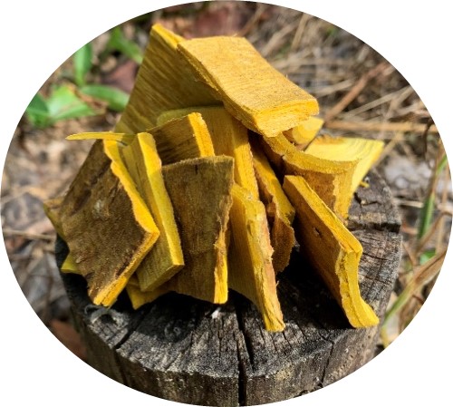 オウバクの画像