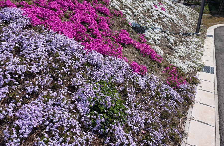 芝桜