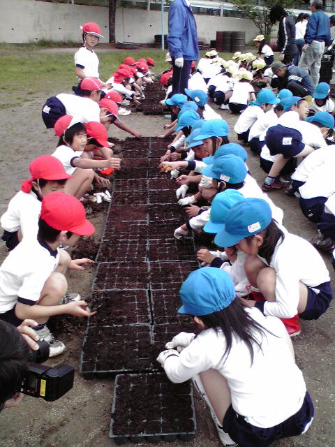 苗づくりの様子3