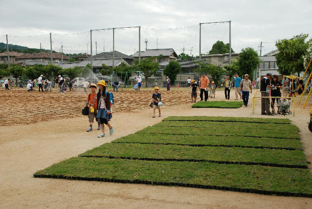 芝生苗植え付け2