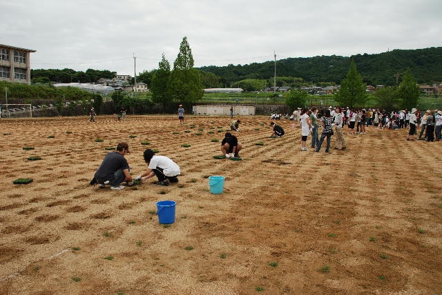 芝生苗植え付け4