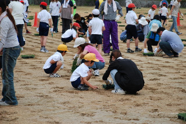芝生苗植え付け6
