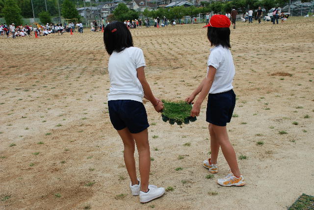 芝生苗植え付け3