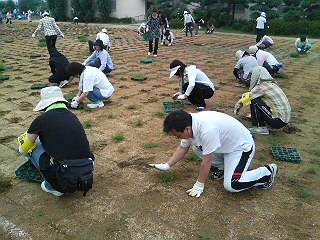 芝生苗植付け3