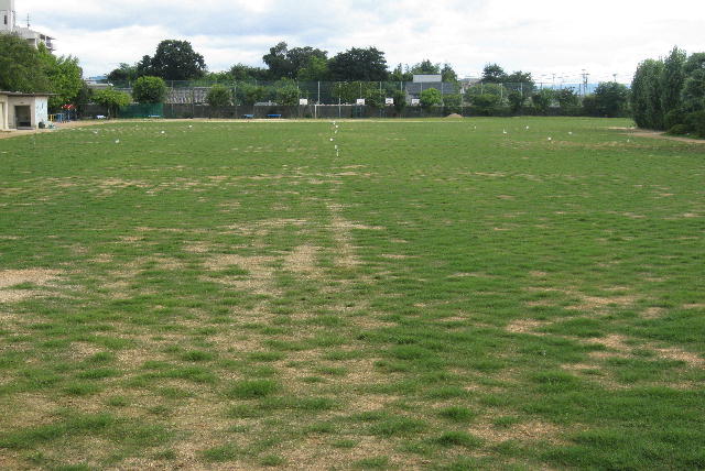 芝生苗植付け後2