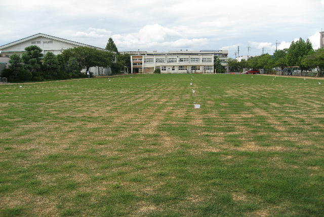 芝生苗植付け後3